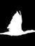 Cormorant Books