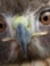 Johnny Hawk