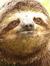 Sloth