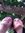 Esther-...