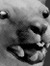 Goldthylacine