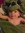 Elise