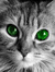 Brent Ohl {POP-tart kitty}