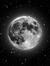 Luna Snowball