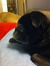 Molly