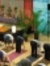 Downward Dog DVM