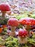 Amanita Muscaria