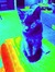 Lucy