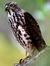 Shehan De alwis