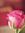 Rosy ..