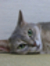 Tomoyuki