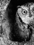 Bubo  Bubonis