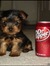 Litzy