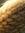 Micky