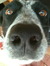 Pepper