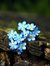 Rahnuma Siddika