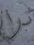 Abrar A...