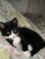 Callie