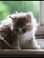 Amal