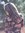 Syeda Iqra