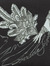 Xindi