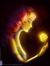 Golden Grace