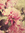 honeybee