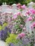 Arlene