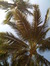 Alees
