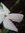 رغده