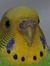 Evan