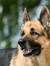 Shepherd Dog