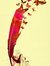 مريم