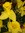 Cynthia
