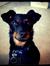 Scout The Dog