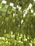 Cogito_ergo_sum