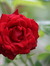 Roza