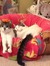 Reading with Cats
