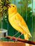Corny Canary