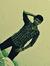 Kumar Mayank