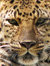 Daelynleopard