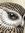 Ticklish Owl