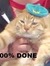 Joe the Cat (katie)