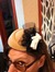 Shannon
