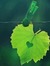 Haneen