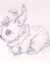 camomile kitten