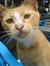 Astraycat