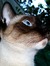 Carleen