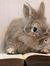 Jack Rabbit