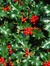 Holly